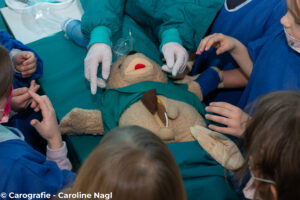 Teddy wird in Krems operiert